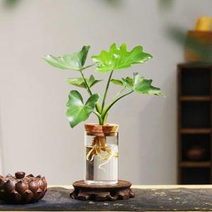 Plant Propagation Stations, Desktop Propagated Plant Jars, Lid Hydroponic Glass Planter for Office and Home Table Decorations