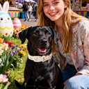 DOGWONG Easter Dog Collar, Comfortable Adjustable Easter Carrot Dog Collar with Plastic Buckle for Small Medium Large Dogs, Neck 14-21 inches