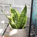 Altman Plants Live Snake Plant (Superba), Approx. 13" Tall, Virtually Indestructible, Easy Succulent Houseplant, 4 in Pot