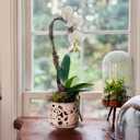 HERDUK Ceramic Orchid Pot, Orchid Pots with Drainage Holes & Saucer 6.5 Inch,Orchid Pot for Repotting Indoor, Orchid Containers with Precise Aeration & Drainage
