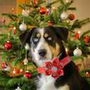 Elegant little tail Christmas Dog Collar, Female or Male Dog Collar Flower, Pet Collar Adjustable Dog Collars with Flower for Small Medium Large Dogs(XS)