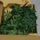 Ling's Moment Rosa Banksiae Artificial Vines, Pack of 7 Silk Greenery Garlands with Hanging Faux Laurel Leaves for Table Centerpieces, Wedding Arches & Floral Filler Arrangements