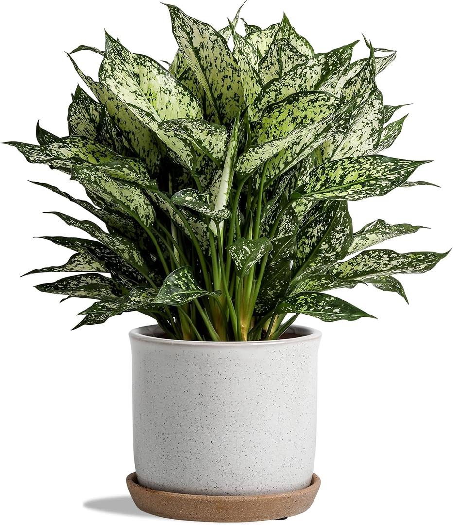 5.8 Inch Plant Pot: Ceramic Planter with Drainage Hole & Saucer for Indoor Outdoor Plants - Flowerpot with Bonded Tray for Home Office - Retro Style, Grey