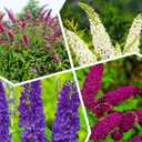 Seeds Butterfly Bush Giant Mix Buddleja Perennial Flowers for Planting 1000 Seeds