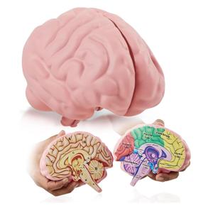 Cross Section Foam Brain Model | Free Stand, Answer Sheet & Digital Worksheet | Educational Tool Learning & Teaching Human Anatomical Function, Psychology, Biology or Science | 2 Labeled Half Pieces