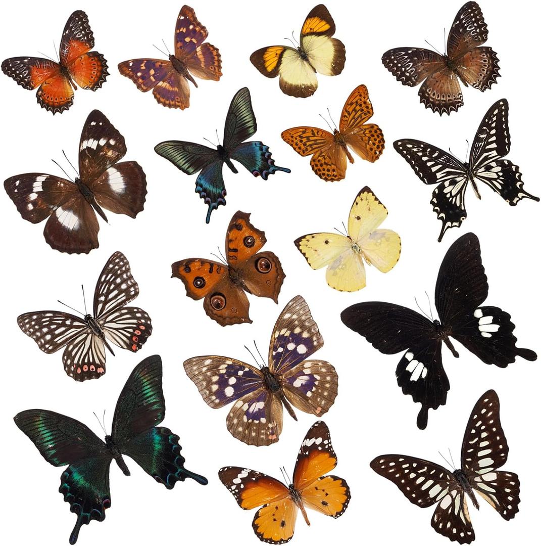 6 Pcs Real Butterfly Specimen - Taxidermy Butterfly Artwork Material Decor, Taxidermy Animals Gifts for Family (Random)