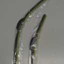 26" + 16" Front Windshield Wiper Blades Compatible with 2009-2018 Toyota Corolla/2013-2021 Toyota RAV4 OEM QUALITY Premium All-Season Automotive Replacement Wipers (Pack of 2)