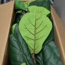 Artificial Fiddle Leaf Fig Tree 6FT with White Tall Planter-Large Faux Tree Tall Fake Floor Plant in Pot,Artificial Plants Indoor for Home Office Living Room Décor(Lyrata 6FT)