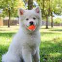 LOGOFUN 5pcs Squeaky Dog Ball Latex Rubber Pet Toys Basketball Shape Puppy Chew Toy for Small Middle Animal Interactive Accessories