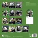 3 x 2026 Panada Wall Calendar | 12" x 24" Open | Animal Photography Thick & Sturdy Paper for Organizing & Planning | Office Kitchen Decor or Gift | Pacific Waters Press (Pandas)