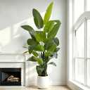 7.5FT Artificial Bird of Paradise Plant Tall,91”Fake Tropical Tree with 21 Banana Leaves and White Pot,Large Faux Silk Plants Indoor for Home Living Room Bedroom Hotel Office Decor