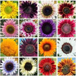 200+ Sunflower Seeds Mix - 15+ Varieties Heirloom, Non-GMO Bulk Pack for Indoor Outdoor Gardens Perennial, Set of 5
