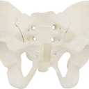 Size Female Pelvis Model, Flexible Anatomy Model, Hip Bone Pelvic Anatomical Model for Science Education Midwife, as the picture shows