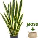 Artificial Snake Plant 3ft Fake Sansevieria with Woven Basket