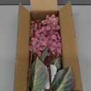 Burgundy Hydrangea Artificial Flowers,Fall Hydrangeas Artificial Flowers, Fake Fall Dried Hydrangea Decoration,Faux Silk Flower with Stems Winter Decor(Red Rose 24" 8pcs) Without Vase