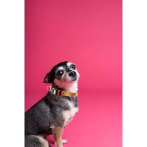 Dog Collar, Cute Camouflage Pattern, Soft and Adjustable Collar with Quick Release Buckle (XS (Neck 9-13", Width 3/8"), Camouflage Green)