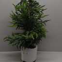 3FT Hyper-Realistic Norfolk Pine Tree | Lifelike Faux Christmas Tree, UV Rated Fake Potted Plants for Indoor Outdoor Home Front Porch Christmas Décor & Office Décor