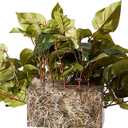 Nearly Natural 15in. Pothos Ledge Plant (Set on Foam) Silk Plant,Green