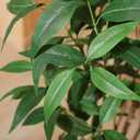 Ferrgoal Artificial Eucalyptus Tree, 5Ft Tree Fake Plant in Pot for Home and Office Decor,Potted Faux Plants Tall Artificial Trees for Indoor