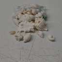 Nautical Crush Trading Seashells - White Real Mixed Beach Seashells (1lb) Shells for Crafts Ocean Decor Beach Party Decorations Seashell Decor  Large Shells Crafts