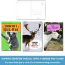 Imperial Designs 40 Pack Funny Punny POSTCARDS (4"x6") - Say I Miss You, Hello, Thank You, Thinking of You with a Fun Animal Pun by Mail - Bulk Postcards for Parents, Grandparents, Summer Camp