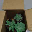 Der Rose 3pcs Fake Succulents Plants Artificial for Black Bathroom Bedroom Home Living Room Halloween Decor Aesthetic Indoor