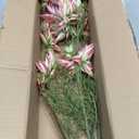 Hollyone 3Pcs Pink Artificial Flowers Silk 26.3" Fake Protea Flower with Long Stem Faux Flowers Arrangement Branch with 6 Heads for DIY Wedding Party Centerpiece Floral Bouquets Table Home Decor