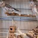 Bird Parrot Ladder Perch for Cage, Nature Wooden Bird Bridge Exercise Stands Parrot Climbing Chewing Toys for Small Animal