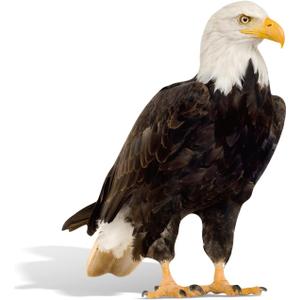 3FT Bald Eagle Cardboard Cutout Standee for 4th of July Decorations, Patriotic 250 Anniversary Decorations, Life-Size Bald Eagle Photo Booth Props, Animal Birthday Backdrop 26.6x35.4
