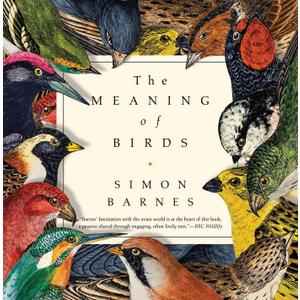 The Meaning of Birds