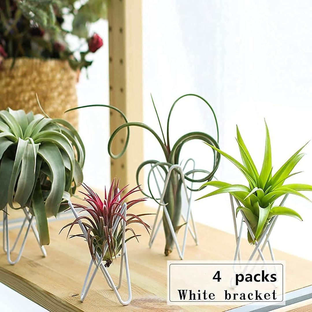 4 Packs Airplant Plants Holder Metal Base Geometric Air Plants Stand Tabletop Air ferns Planter Rack White Tillandsia Display Containers Himmeli Decor .