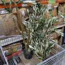 VIVATREES Olive Trees Artificial Indoor, 5FT Tall Faux Olive Tree with White Tall Planter, Artificial Plants with Natural Wood Trunk and Lifelike Fruits for Home Office Decor