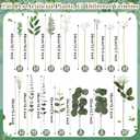 Thiccywoov 250 Pcs Artificial Eucalyptus Leaves Stem Bulk Fake Greenery Faux UV Resistant Sprays Silver Dollar Eucalyptus for DIY Wedding Bouquet Vase Floral Arrangement Decor(White, Green,15 Kinds)
