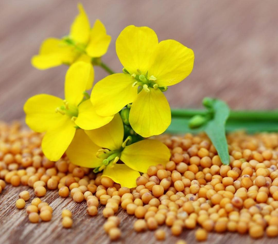 2 x 500+ Seeds Mustard - Vegetable Yellow