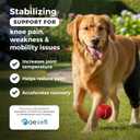 Ortocanis Dog Knee Brace for Hind Leg Support Flexible Neoprene Knee Brace for Dogs with Joint Instability, Torn ACL, Limping or Osteoarthritis Comfortable Support for Recovery (XXL, Right Leg)