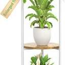 KMOTASUO 3 Tier White Plant Stand Indoor for Large Tall Heavy Duty Planter, Multiple Sturdy Metal Flower Corner Rack for Narrow House Floor, Iron Vertical Level Round Orchi Holder Organizer, Modern