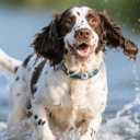 Wireless Dog Fence System, GPS Dog Fence Collar with 2K Camera, Live Video & Recording, Virtual Fence, GPS Tracker, Two-Way Audio, Waterproof, 5-Day Battery, for Medium & Large Dogs (Blue)