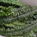 Nearly Natural 50 in Artificial Giant Boston Fern Hanging Cone Room Decor