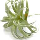 2 PCS Artificial Succulents Plants Real Touch Lifelike Succulants Plants Faux Greenery Plants Garden DIY Home Office Decoration Ornament (Flocking Air Plant)