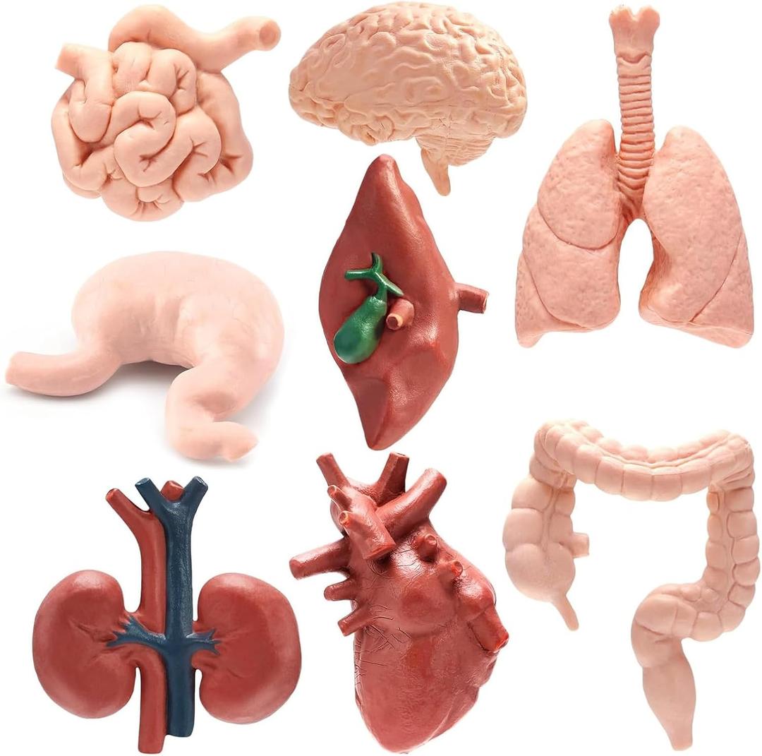 8 Pcs Human Body Structure Model for Kids, Mini Body Parts Sets, Anatomy and Physiology Study Tools, Realistic Body Parts for Students Sciences Class Learn