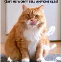 4 x Funny Cat Birthday Cardfor Women, Men, Coworkers, Friends & Family plus Free bonus Postcard included - a little birdie told us you're a year older