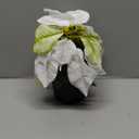 WOBUBU Mini Poinsettias Artificial Plants 2 Pack 9" Faux Small Christmas Flowers in Pot for Home Office Tabletop Indoor Christmas Decorations White