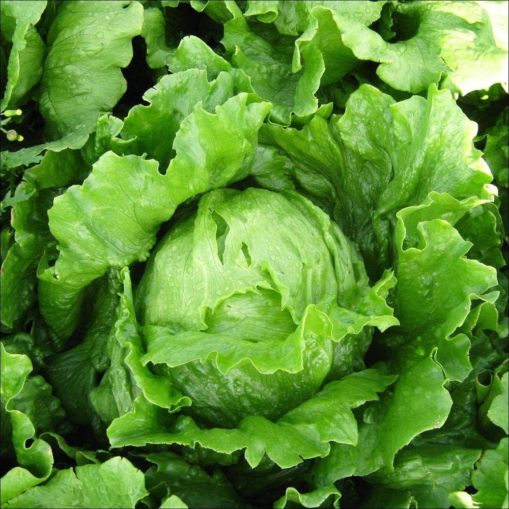 5 x Seeds Crisphead Lettuce Iceberg Green Salad Buttercrunch Heirloom Vegetable Non GMO, BBD 2029