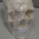 Upgraded Life Size Human Head Skull Anatomical Model with Laser-Etched Fonts Not Hand Write Number, Not Smudged for Medical Student Human Anatomy Study Course