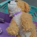 Little Live Pets Ouchies Hazel The Poodle Plush, 50+ Sounds, Limping to Walking Puppy Toy & Carrier, Interactive Puppy Toy for Kids 5+ 50+ sounds, splint & bandages heal Hazel's paw, includes carrier & vet tray; puppy toy for kids ages 5+