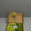 Kimura's Cabin 20Pcs Green Artificial Chrysanthemums Fake Silk Ball Flowers Mums Bouquets Arrangements Wedding Party Decor St Patricks Day Home Kitchen Garden Table DIY Floral Centerpieces (Green) (Grass Green)