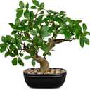 Artificial Bonsai Tree 12.9 Inch Faux Ficus Plant in Ceramic Pot with Pebbles Fake Green Potted Plant for Home Office Desk Decor Indoor Zen Table Centerpiece, Small Artificial Plants for Living Room