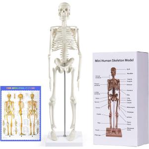 breesky Human Skeleton Model for Anatomy: 17 Human Skeleton Model with Movable Arms and Legs - Scientific Model for Study and Display