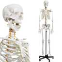 breesky Human Skeleton Model for Anatomy- Life Size Medical Human Skeleton Model with Nervous System 70.8 in with Rolling Stand for Medical Study and Display 3 Posters