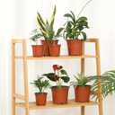 200 Pack 6 Inch Plastic Nursery Pots for Plants, Seedling Pots Succulent Pots Flower Pots with Drainage Holes, Come with 200pcs Plant Labels